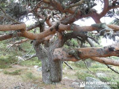 Ruta por el valle de Fuenfría, Siete Picos; agencias de senderismo madrid; rutas de senderismo cerc